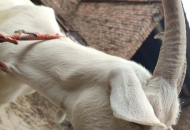 	羊嘴角生口瘡，請(qǐng)問(wèn)如何處理！謝謝