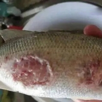 爛身、爛尾、腹水的情況應(yīng)該怎么辦？