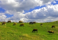 	繁殖母牛應(yīng)注意的12個(gè)要點(diǎn)，全是精華知識(shí)點(diǎn)
