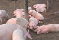 	新手養(yǎng)豬需要注意什么