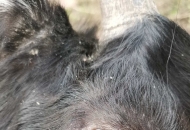 	大家好，我的羊眼睛周?chē)撈?，像? width=