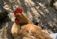 雞腳環(huán)、計(jì)步器怎么選？養(yǎng)雞難點(diǎn)怎么解決？智慧養(yǎng)雞解.....