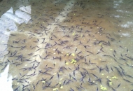 	鴨嘴魚(yú)養(yǎng)殖的注意事項(xiàng)