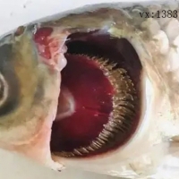 引起魚(yú)類(lèi)爛鰓病的病因有哪些？如何防治？