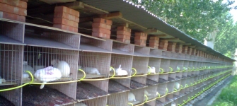 科學(xué)養(yǎng)兔【第一章 飼養(yǎng)管理】