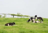 	養(yǎng)鬩母牛如何實(shí)現(xiàn)一年一胎，關(guān)鍵點(diǎn)在這里！