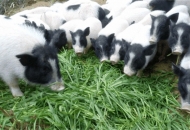 	養(yǎng)殖香豬的注意事項(xiàng)