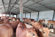 西門(mén)塔爾牛，魯西黃牛，牛犢，肉牛犢