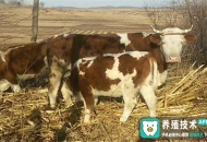 	母牛帶犢繁育技術(shù)