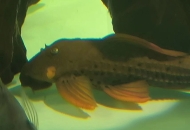 請(qǐng)問(wèn)清道夫這個(gè)是什么情況，不知道一顆啥東西，之前是...