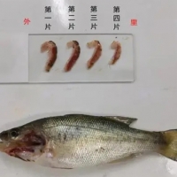 加州鱸魚(yú)苗階段指環(huán)蟲(chóng)危害嚴(yán)重應(yīng)該辦？